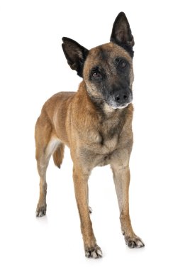 Beyaz arka planda Belçikalı çoban Malinois