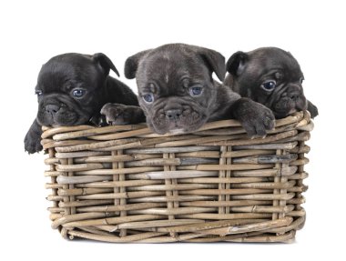 Yavru köpekler beyaz arka planda Fransız bulldog 'u