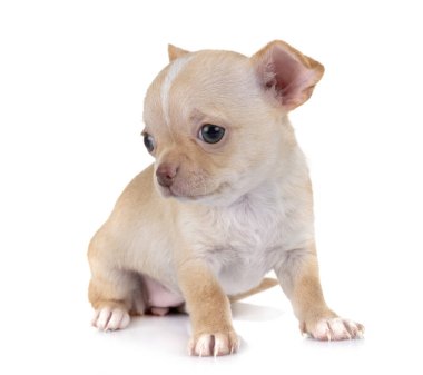 Beyaz arka planda küçük bir chihuahua