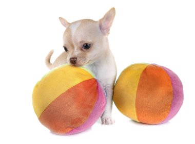 Beyaz arka planda küçük bir chihuahua