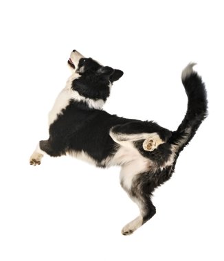 Beyaz arkaplan önünde Yakutian Laika