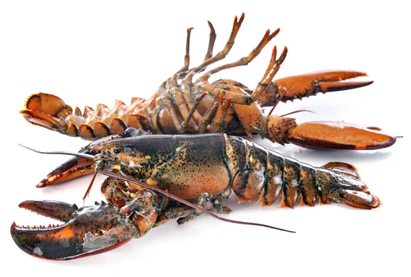 Two Lobsters Front White Background — Stock Photo, Image