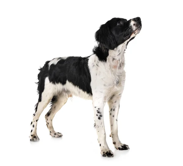 Brittany Dog Front White Background — Stock Photo, Image