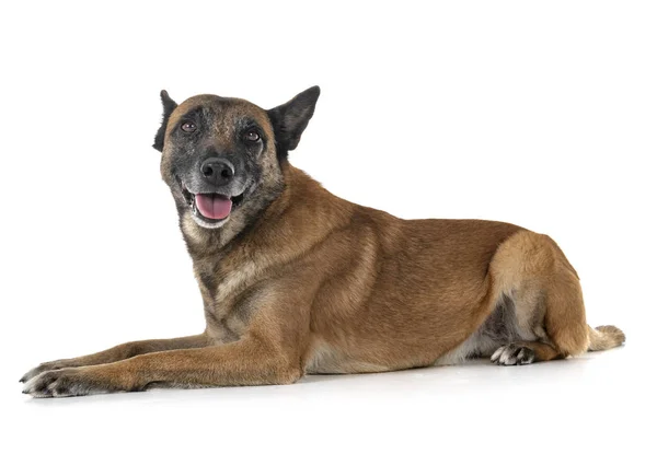 Owczarek Belgian Malinois Przed Białym Tle — Zdjęcie stockowe