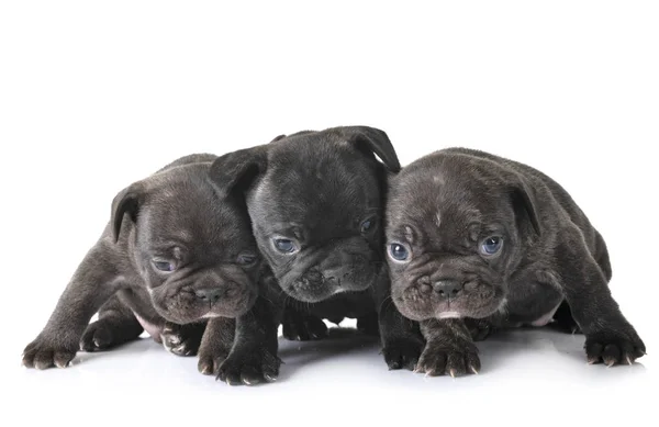 Yavru Köpekler Beyaz Arka Planda Fransız Bulldog — Stok fotoğraf