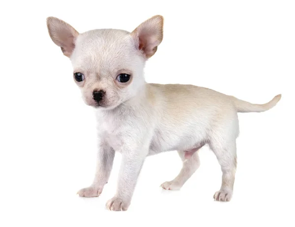 Kleine Chihuahua Voor Witte Achtergrond — Stockfoto