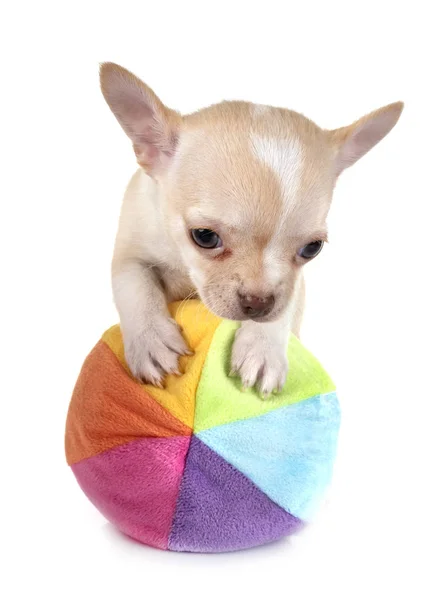 Piccolo Chihuahua Davanti Sfondo Bianco — Foto Stock