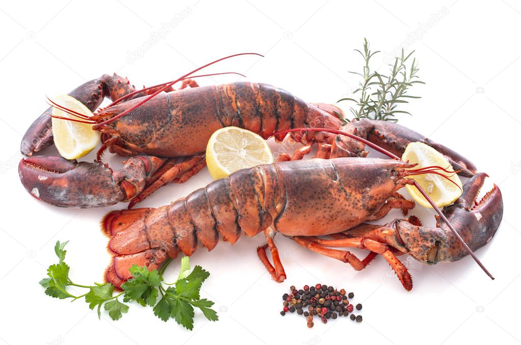 two lobsters in front of white background