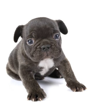 Beyaz arka planda köpek yavrusu Fransız bulldog 'u