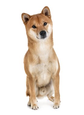 Beyaz arkaplan önünde shiba inu