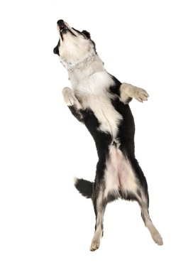 Beyaz arkaplan önünde Yakutian Laika