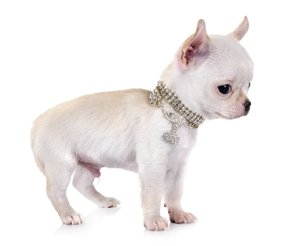 Piccolo Chihuahua Davanti Sfondo Bianco — Foto Stock