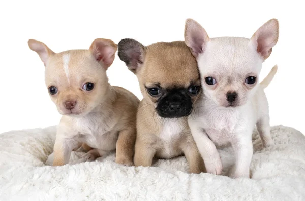 Pequeno Chihuahuas Frente Fundo Branco — Fotografia de Stock