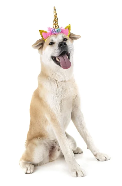 Akita Inu Front White Background — Stock Photo, Image