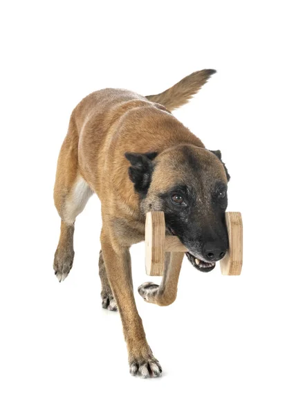 Belgisk Herde Malinois Framför Vit Bakgrund — Stockfoto