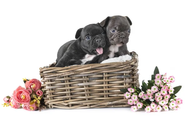 Pups Franse Bulldog Voorkant Van Witte Achtergrond — Stockfoto