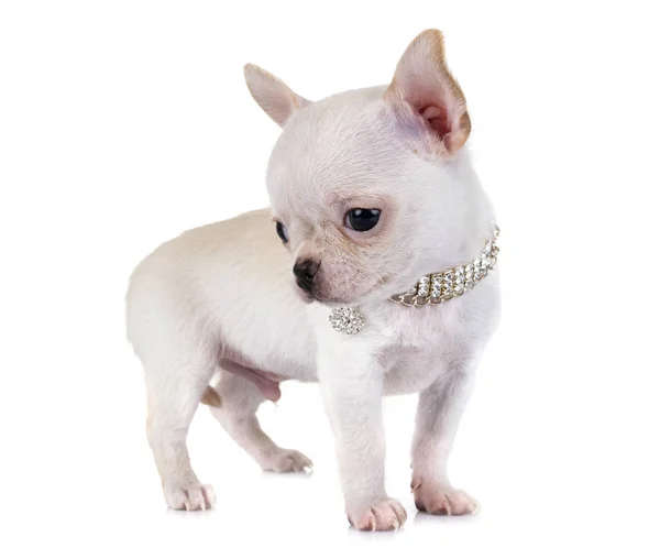 Piccolo Chihuahua Davanti Sfondo Bianco — Foto Stock