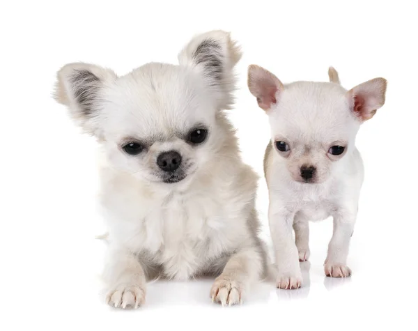 Λίγο Chihuahuas Μπροστά Από Λευκό Φόντο — Φωτογραφία Αρχείου