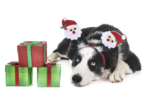 Hund Und Weihnachten Vor Weißem Hintergrund — Stockfoto