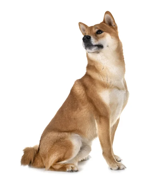 Shiba Inu Frente Fundo Branco — Fotografia de Stock