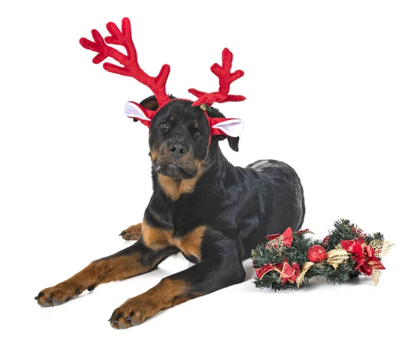 Rottweiler in studio — Stockfoto