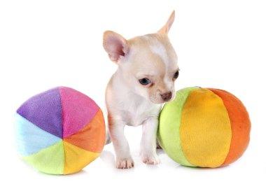 Beyaz arka planda küçük bir chihuahua