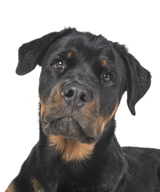 Beyaz arkaplan önünde safkan rottweiler