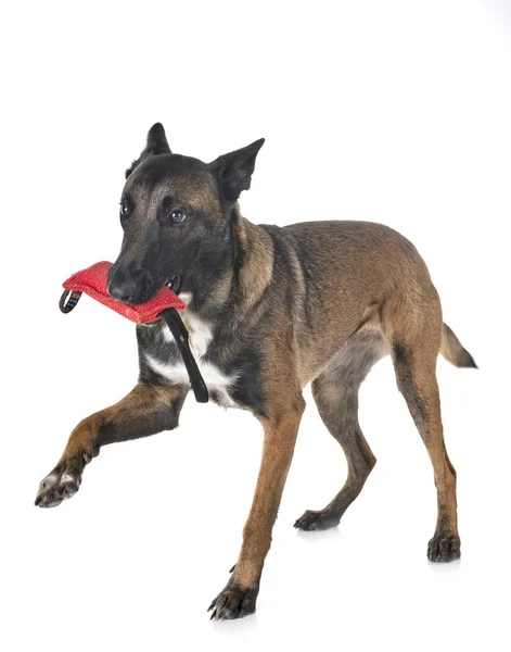 Belgische Herder Malinois Voor Witte Achtergrond — Stockfoto