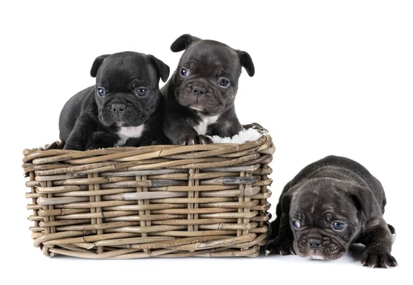 Pups Franse Bulldog Voorkant Van Witte Achtergrond — Stockfoto