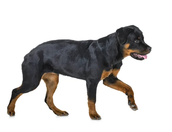 白色背景前的纯种Rottweiler — 图库照片