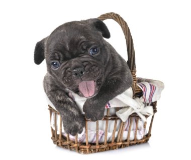 Beyaz arka planda köpek yavrusu Fransız bulldog 'u