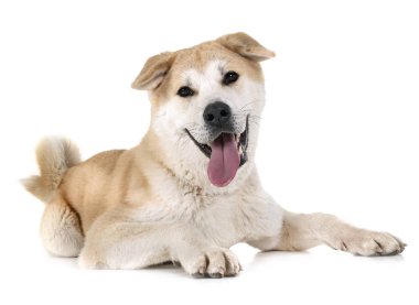 Beyaz arkaplan önünde akita inu