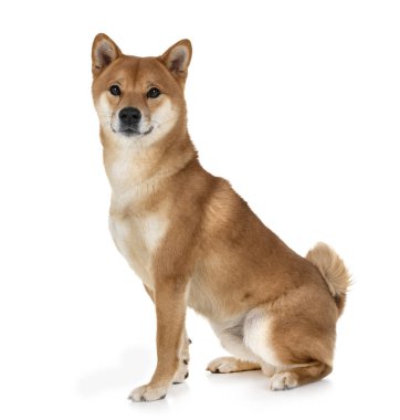 Beyaz arkaplan önünde shiba inu