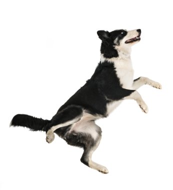 Beyaz arkaplan önünde Yakutian Laika