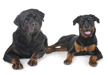 Beyaz arka plan önünde safkan Rottweiler