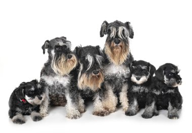 Beyaz arka plan önünde aile minyatür schnauzer