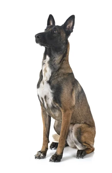 Belgisk Herde Malinois Framför Vit Bakgrund — Stockfoto