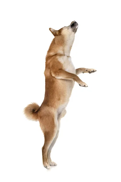 Shiba Inu Delante Fondo Blanco — Foto de Stock