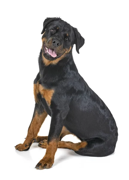 Beyaz Arkaplan Önünde Safkan Rottweiler — Stok fotoğraf