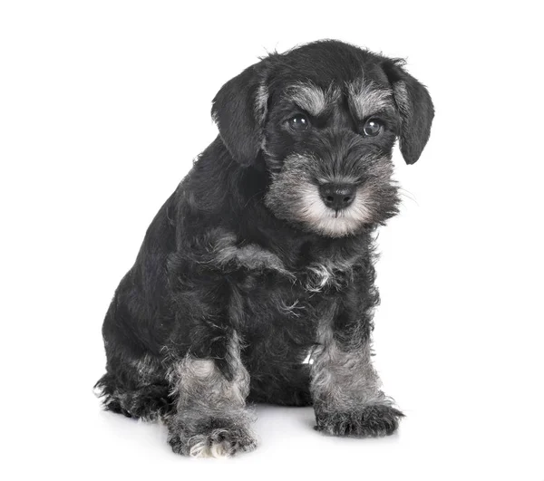 Schnauzer Miniature Chiot Devant Fond Blanc — Photo