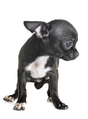 Beyaz arka planda küçük bir chihuahua