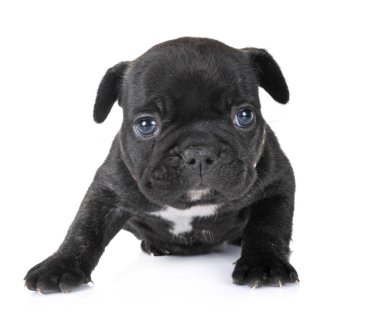 Beyaz arka planda köpek yavrusu Fransız bulldog 'u