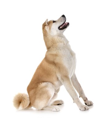 Beyaz arkaplan önünde akita inu