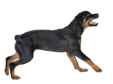 Beyaz arkaplan önünde safkan rottweiler