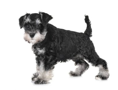 Beyaz arkaplan önünde köpek yavrusu minyatür schnauzer