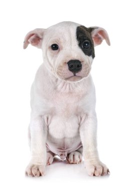 Beyaz arka planda köpek yavrusu staffordshire boğa teriyeri