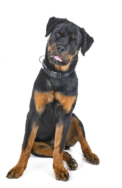 Renrasiga Rottweiler Framför Vit Bakgrund — Stockfoto