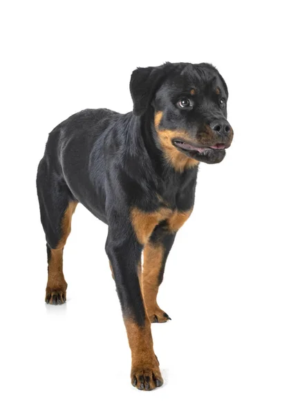 白色背景前的纯种Rottweiler — 图库照片