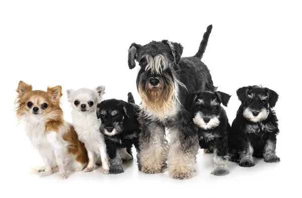 Dwergschnauzer Pups Chihuahua Voor Witte Achtergrond — Stockfoto