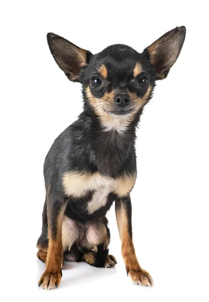 Piccolo Chihuahua Davanti Sfondo Bianco — Foto Stock